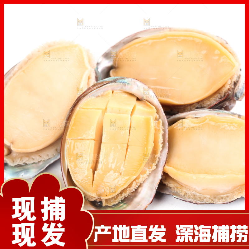 白底上放着新鲜剥开的活动大鲍鱼
