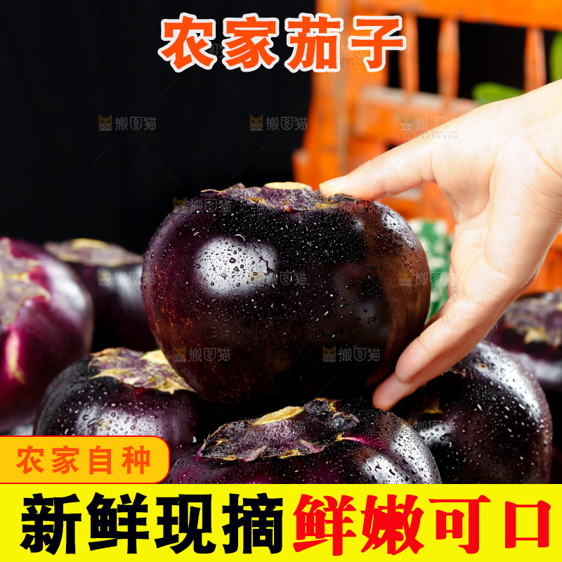手拿紫圆茄子
