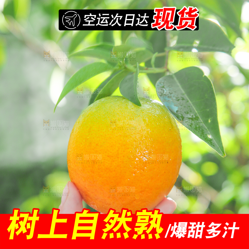 手拿秭归夏橙