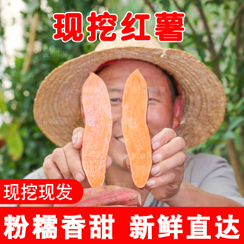 农民手里拿着红心蜜薯