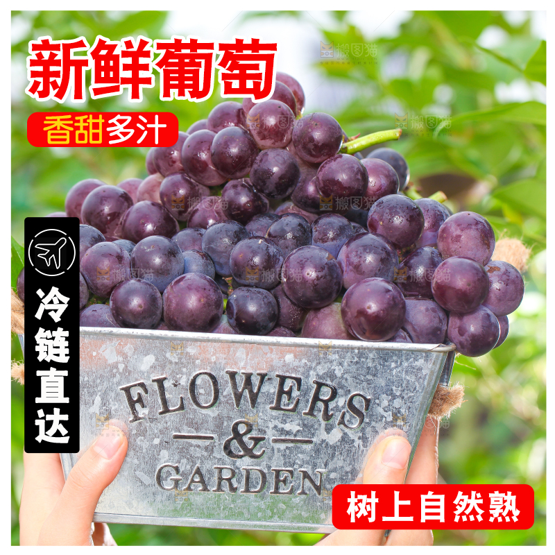 手端一筐巨峰葡萄