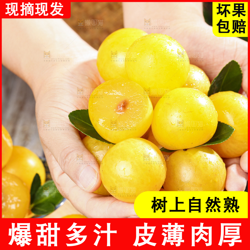 手拿黄金奈李