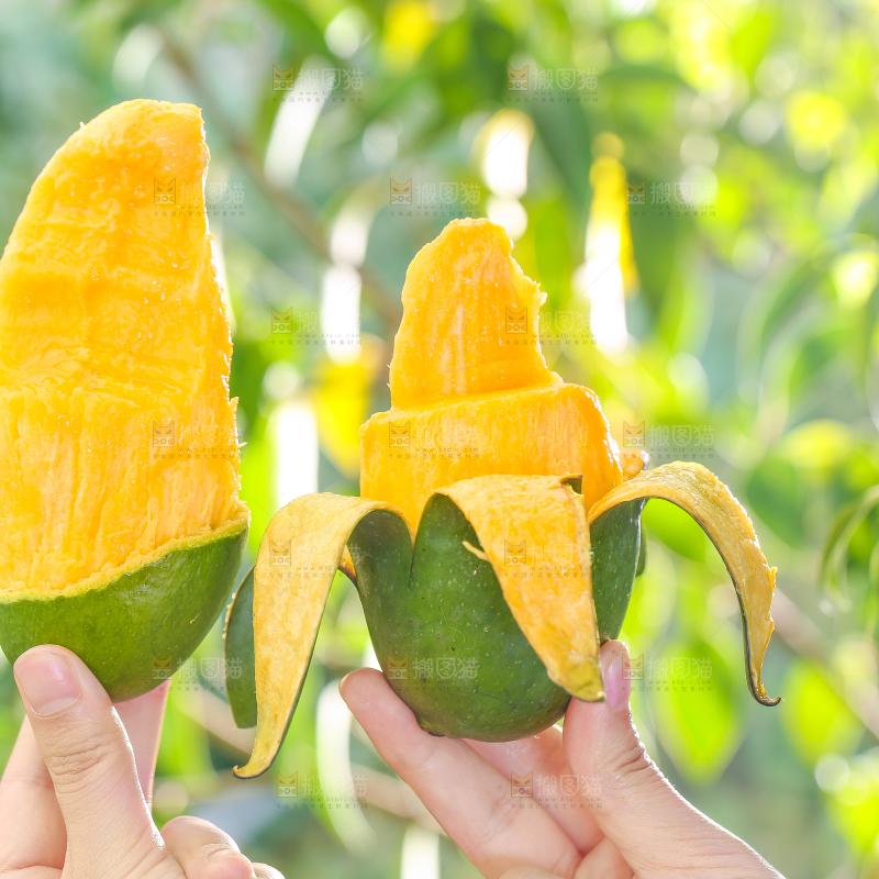 手拿剥皮的桂七芒