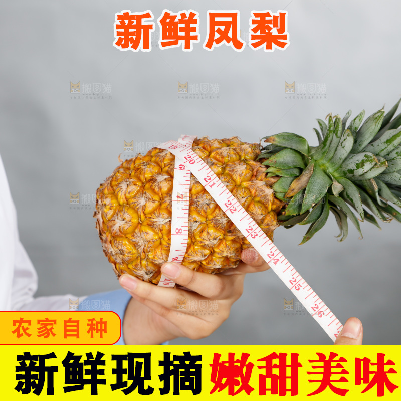 手里正在测量凤梨