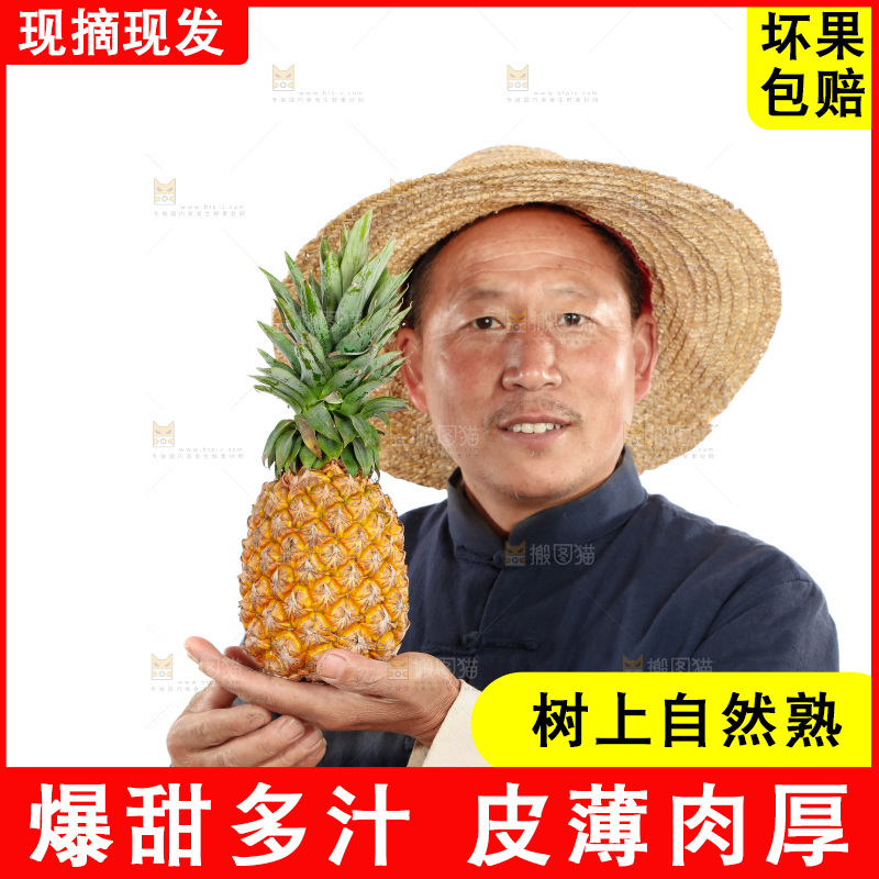 农民手里拿着凤梨