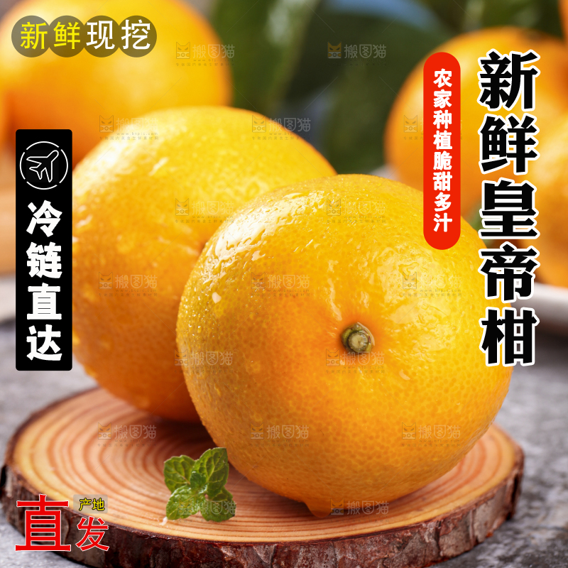 木板上的皇帝贡柑