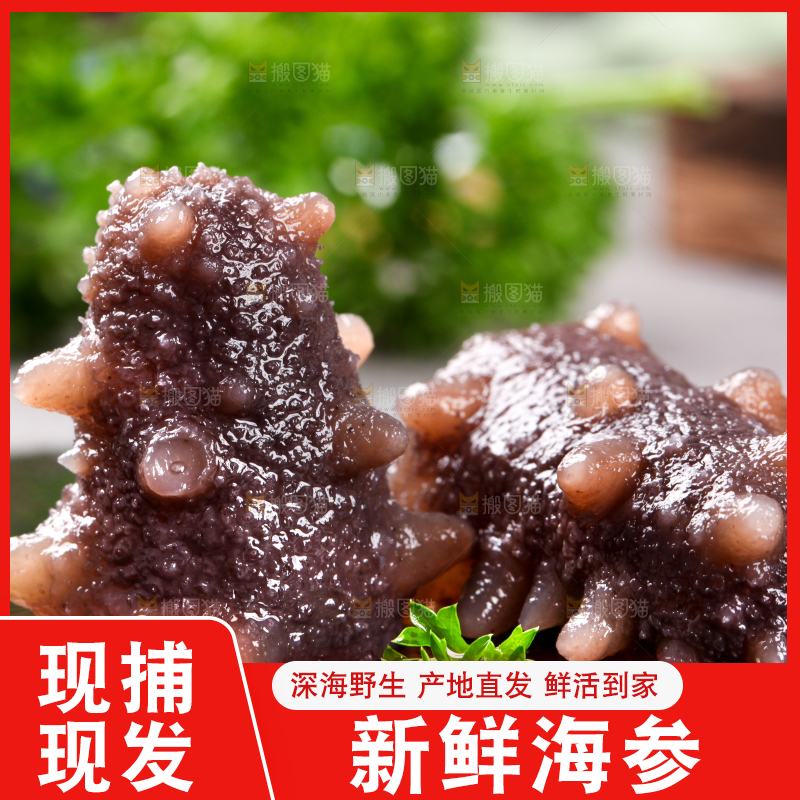 黑石板上的海参