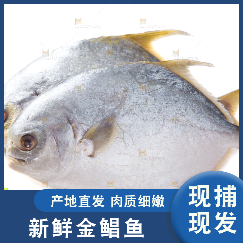 白底上放着野生金鲳鱼