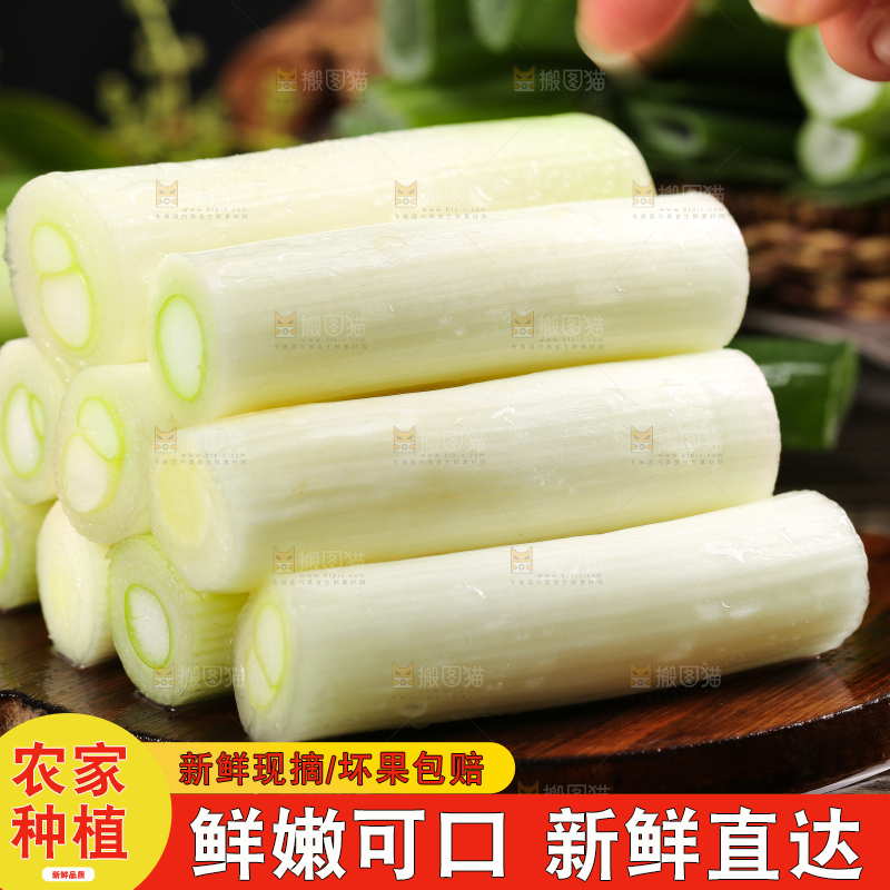 木底上的山东大葱