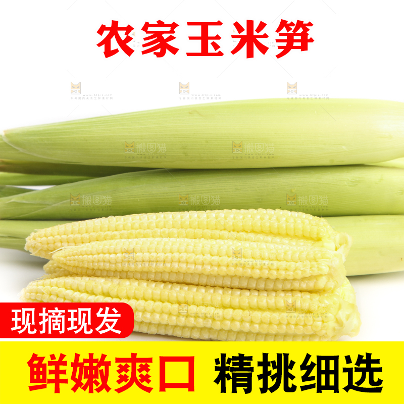 白底上的珍珠笋