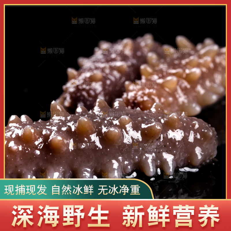 黑底上的刺参