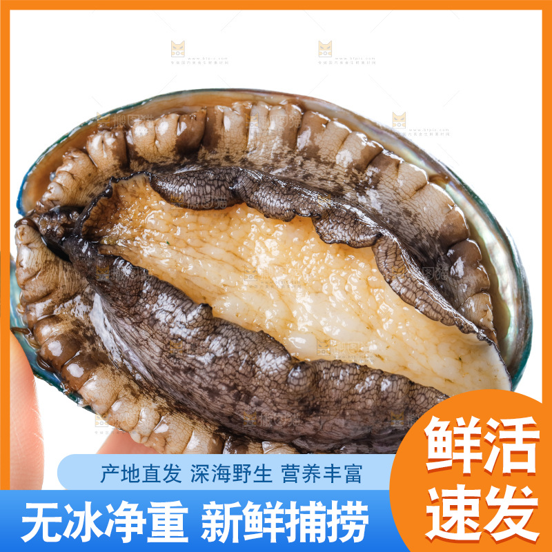 手拿鲍鱼