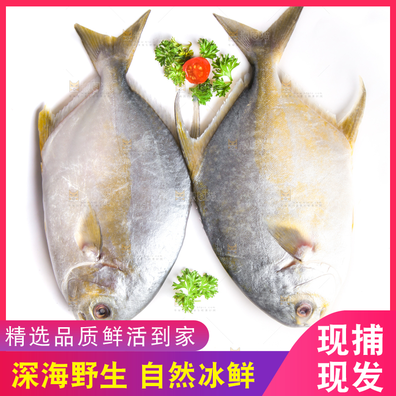 白底上放着野生金鲳鱼