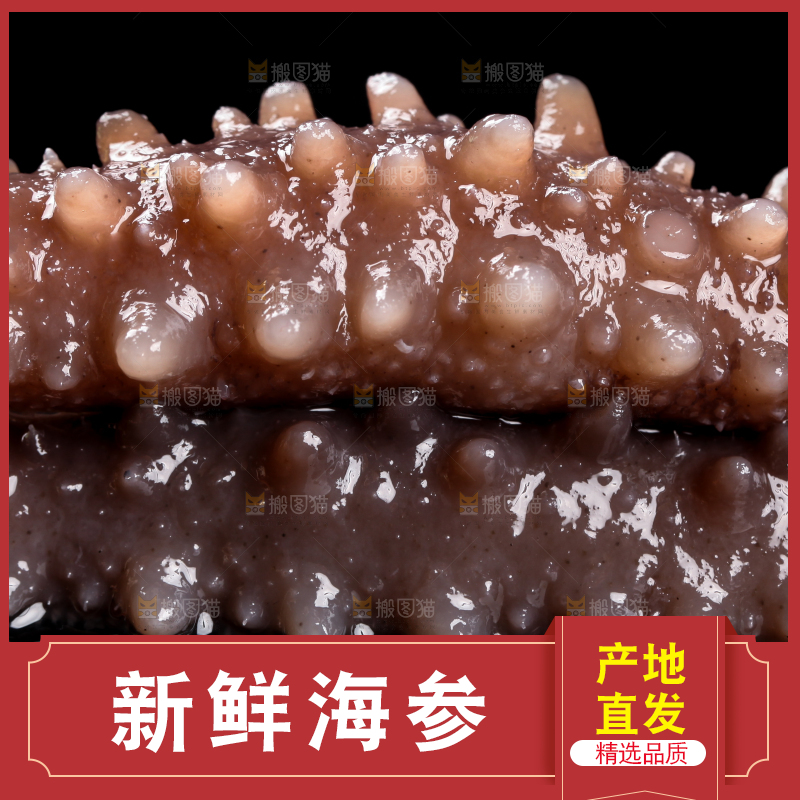 黑底上的刺参