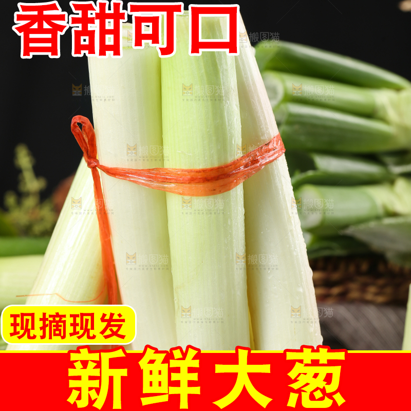 木底上的山东大葱