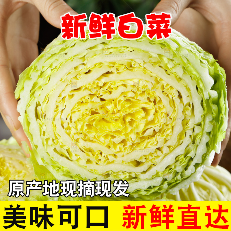 手拿切开的大白菜