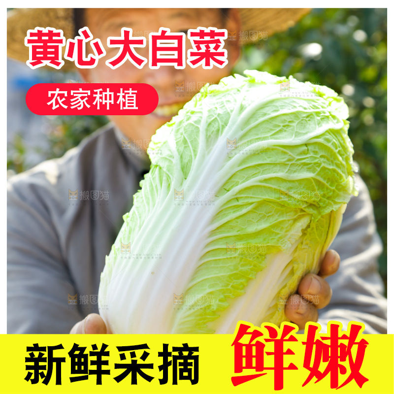 农民手拿大白菜