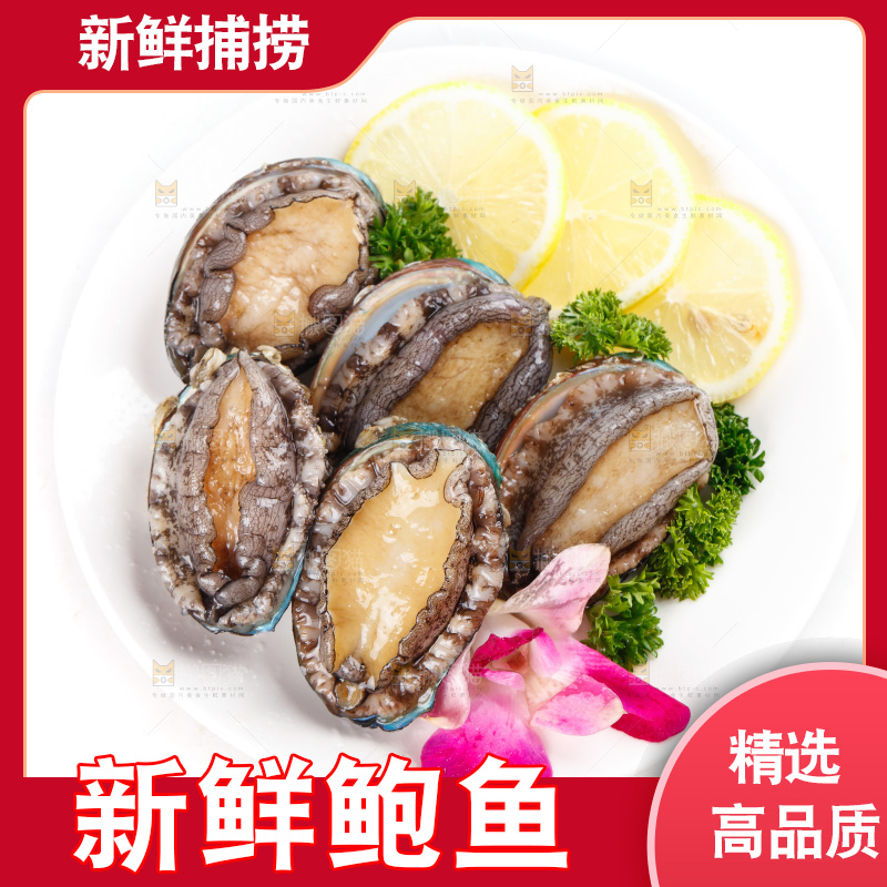 一盘鲜鲍鱼放在白底上
