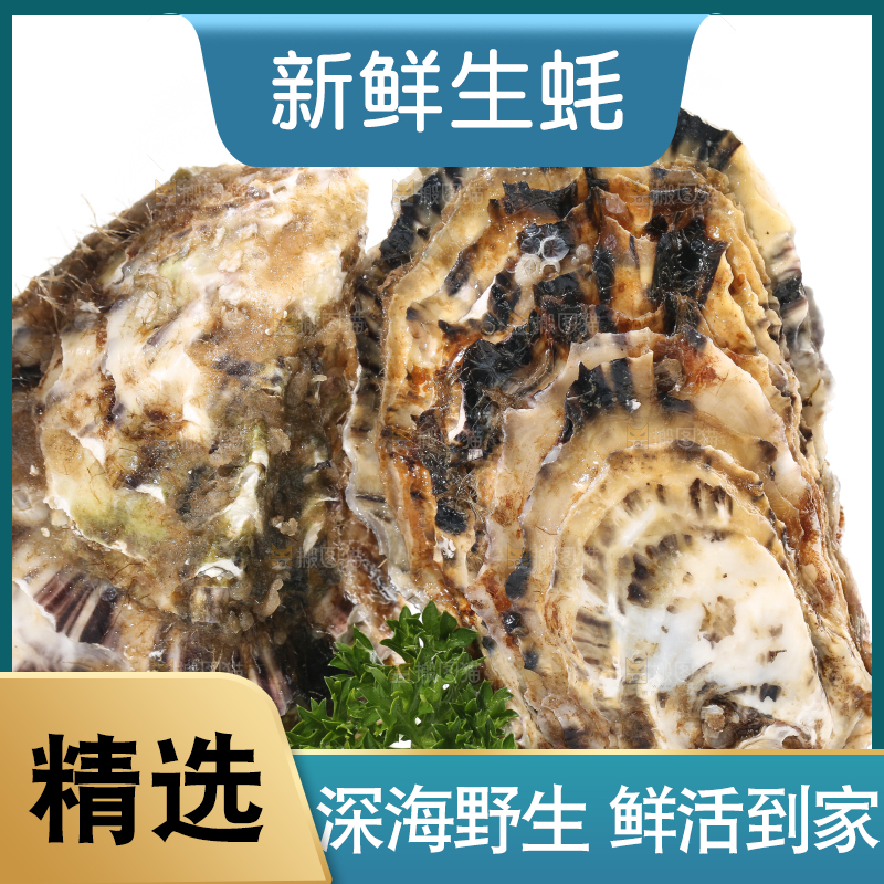 白底上的生蚝
