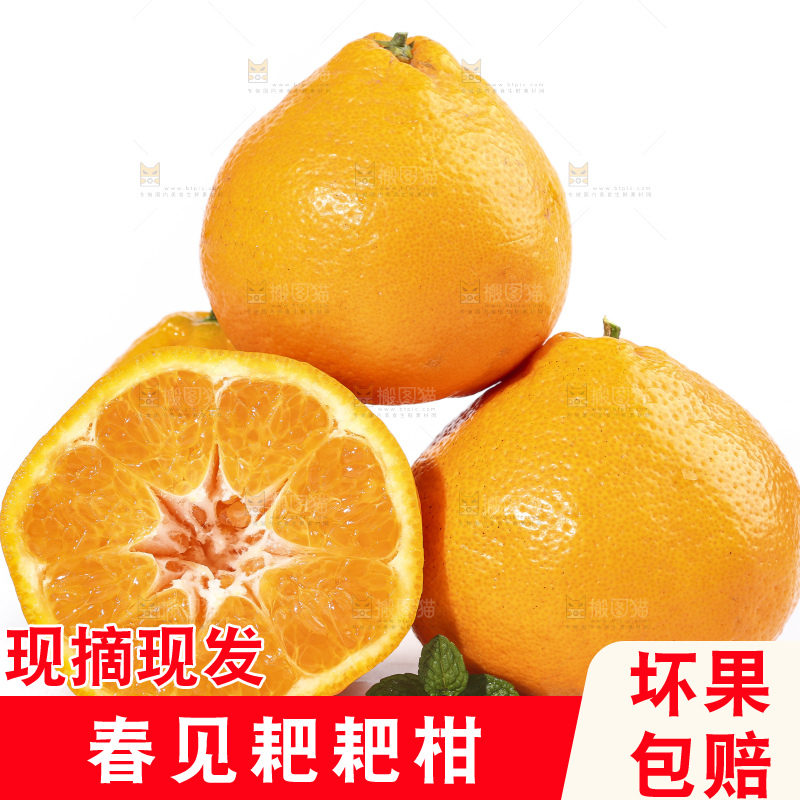 切开的四川耙耙柑放在白底上