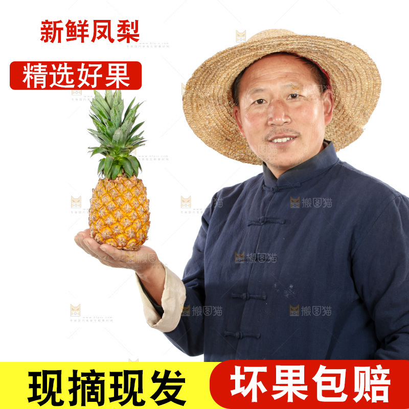 农民手里拿着凤梨