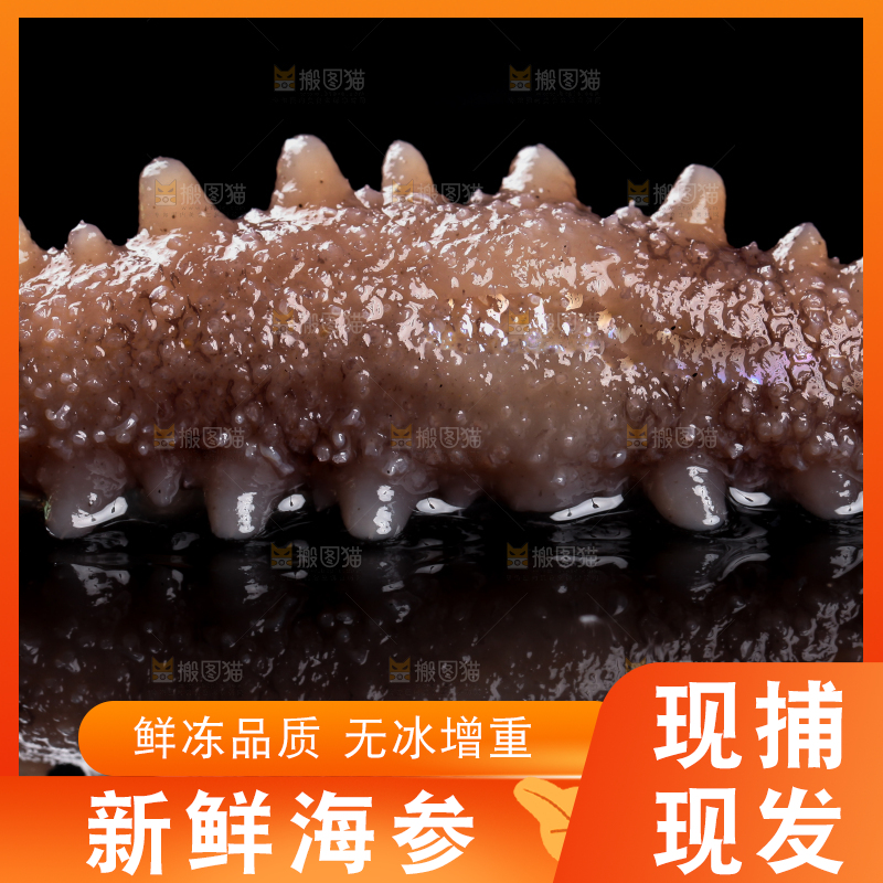 黑底上的海参
