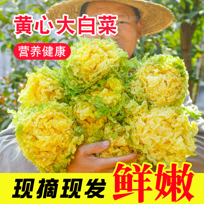 农民抱着一捆大白菜