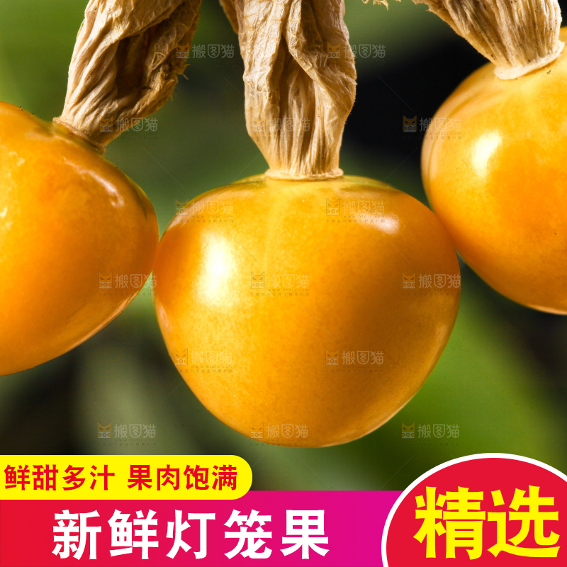 手里拿着姑娘果
