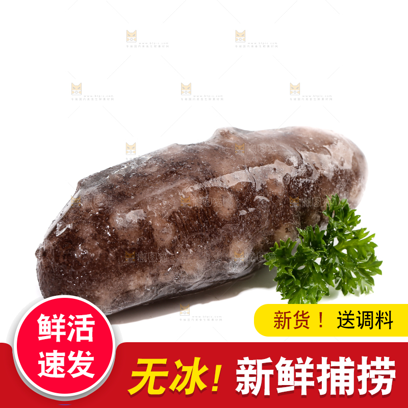 白底上的海参