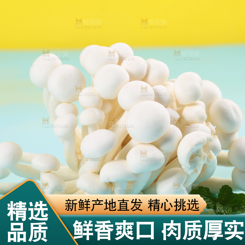 蓝底上的白玉菇