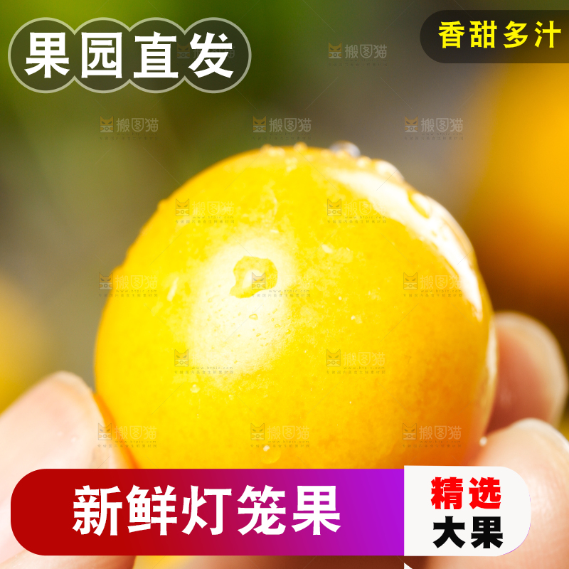 手里拿着灯笼果