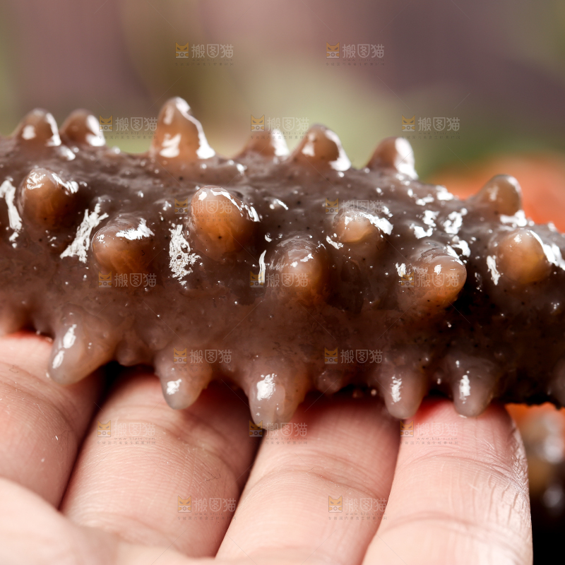 手拿海参