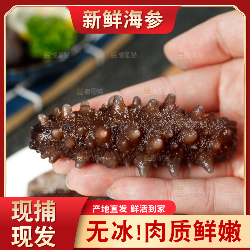 手拿刺参
