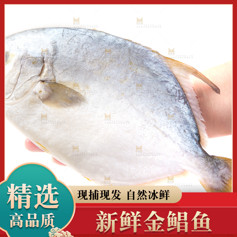 白底上放着野生金鲳鱼