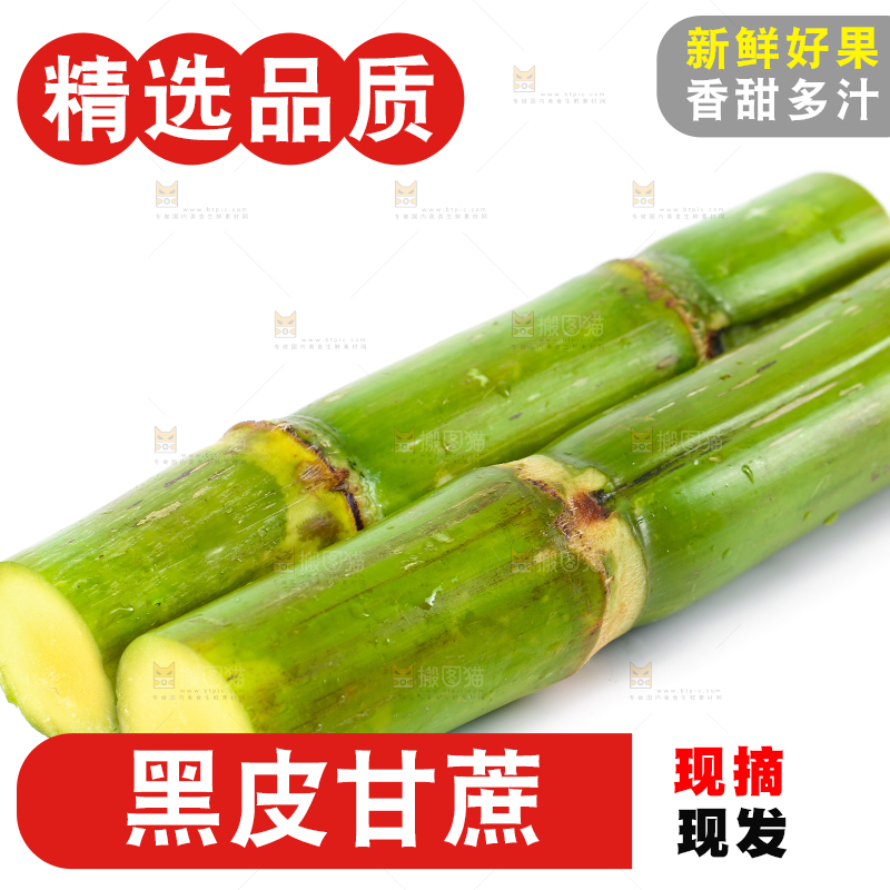 白底上的陶山青皮甘蔗