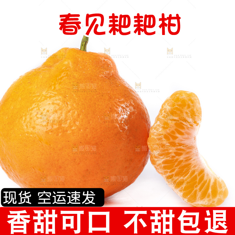 白底上放着春见桔橙