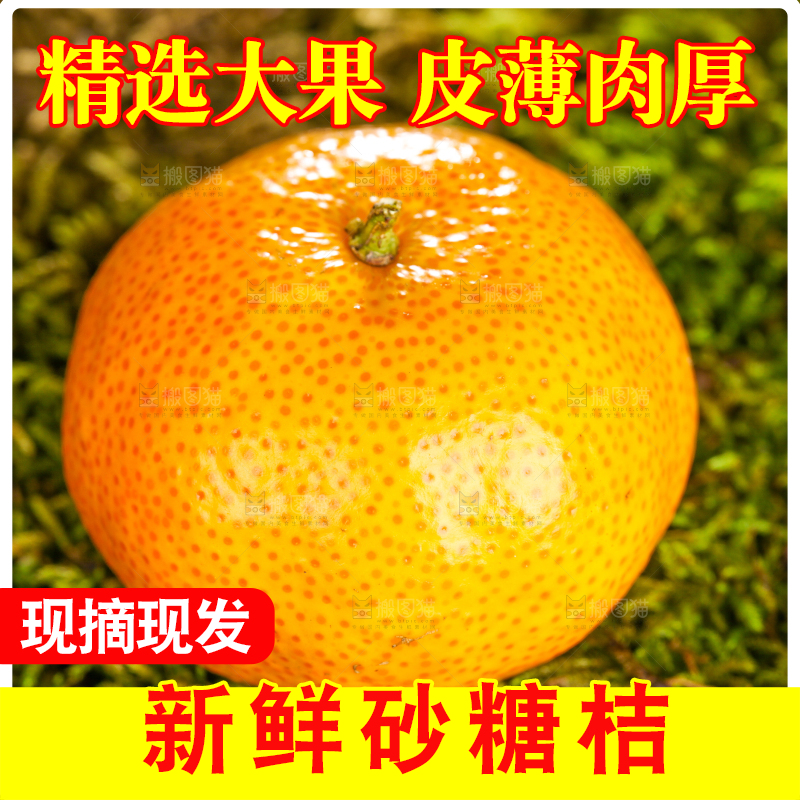 草地上的砂糖橘