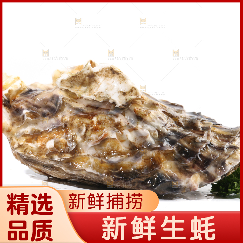 白底上的生蚝