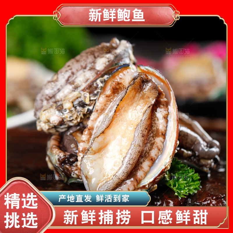 深底上的东山岛鲍鱼