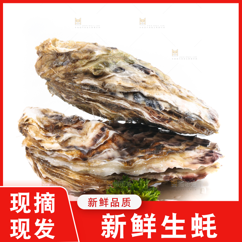 白底上的生蚝
