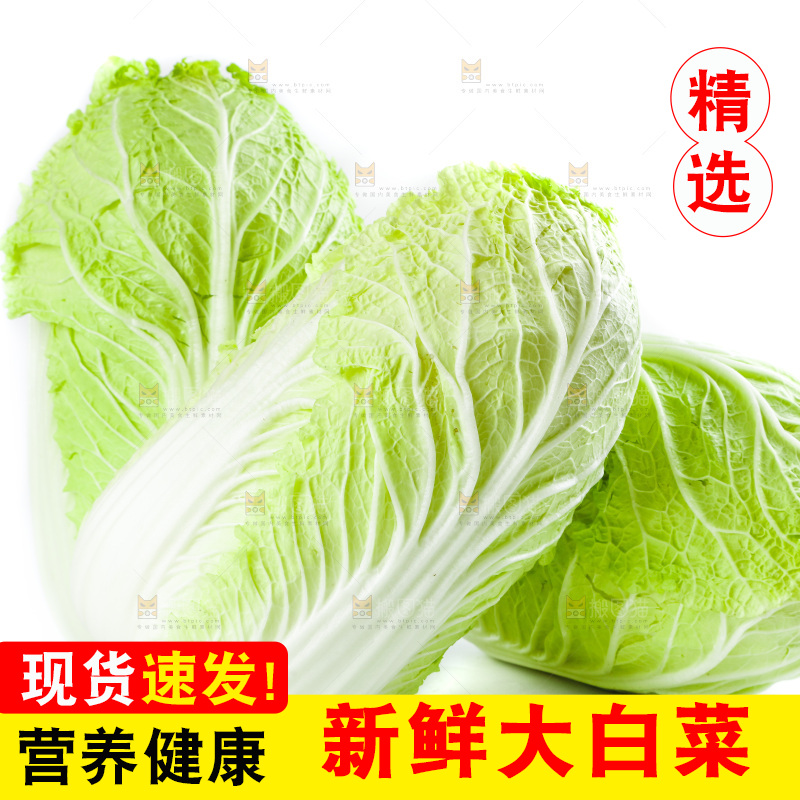 白底上的新鲜大白菜