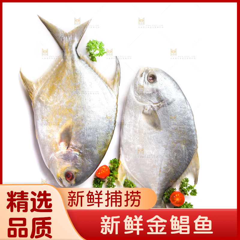 白底上放着野生金鲳鱼