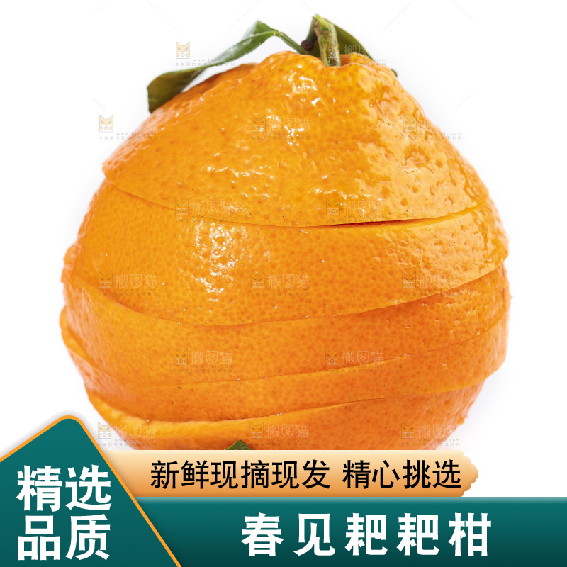 切开的四川耙耙柑放在白底上