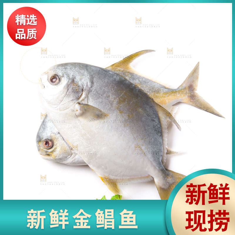 白底上放着野生金鲳鱼