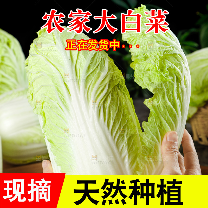 手掰大白菜