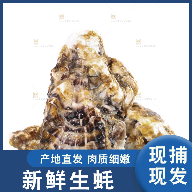 白底上的生蚝