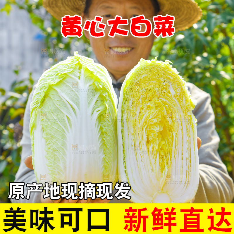 农民手拿大白菜