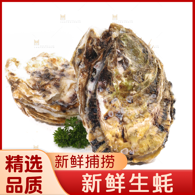 白底上的生蚝