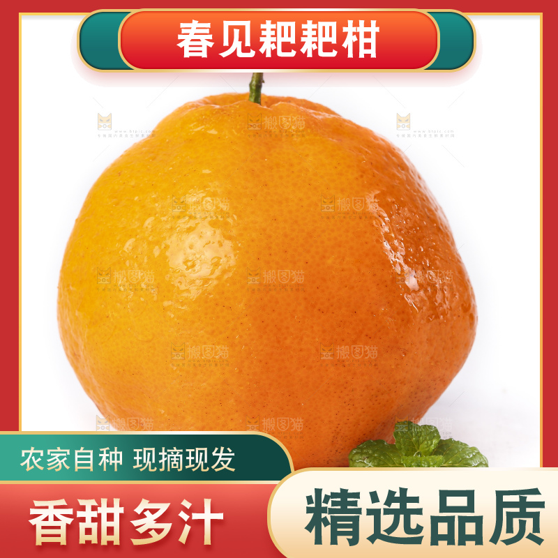 白底上放着春见桔橙