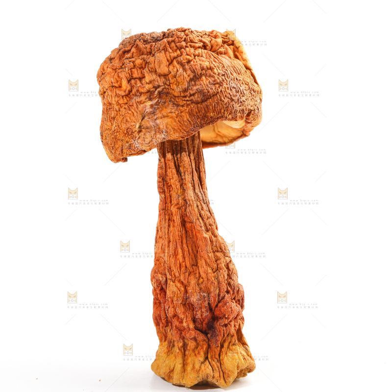 白底上的姬松茸